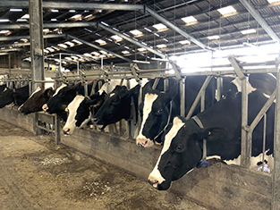 cows grazing in a cattle barn